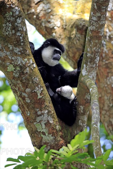 Angolan Colobus or Angola Colobus (Colobus angolensis)