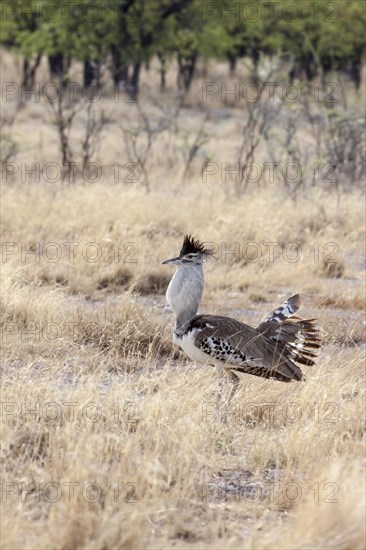 Kori Bustard (Ardeotis kori)