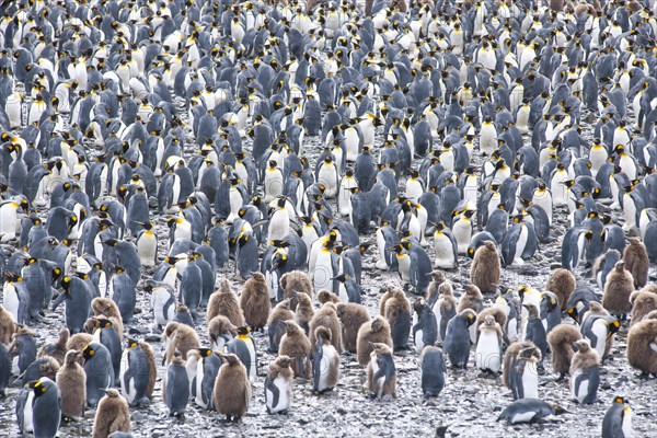 A large colony of King Penguins (Aptenodytes patagonicus)