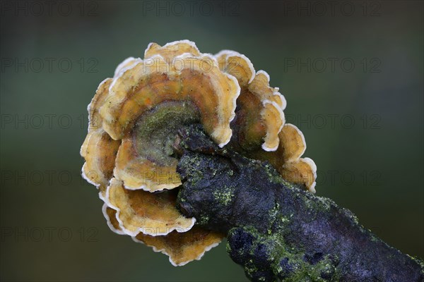 Bleeding Oak Crust (Stereum gausapatum)