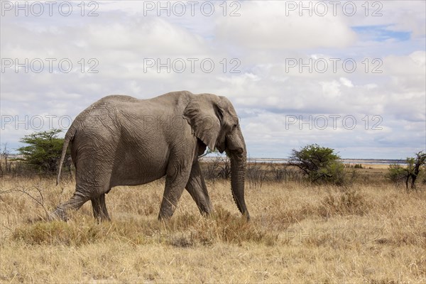 African Elephant (Loxodonta africana)