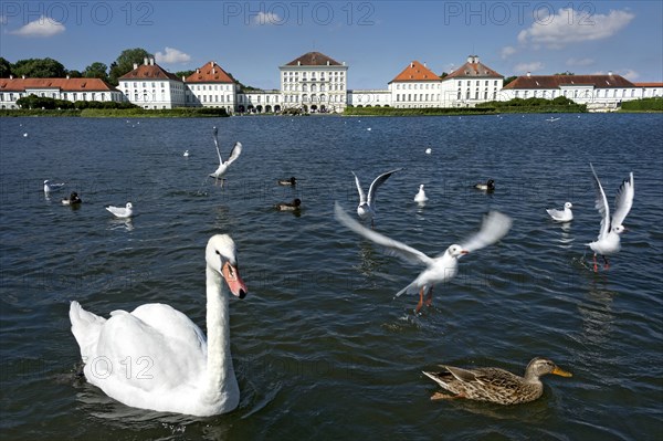 Mute swans (Cygnus olor) and other water birds on the palace canal