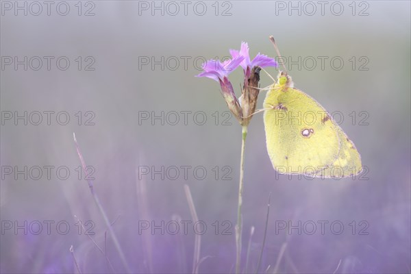 Pale Clouded Yellow (Colias hyale)