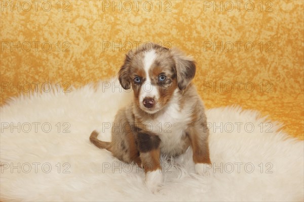 Miniature American Shepherd