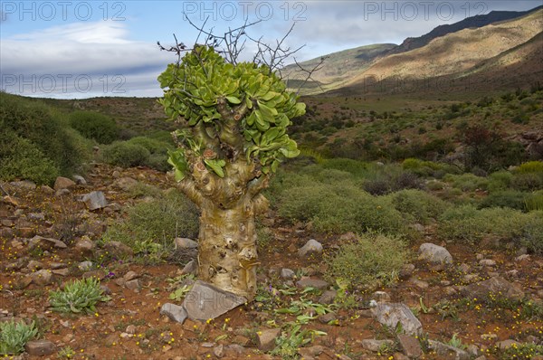 Botterboom or Butter Tree (Tylecodon paniculatus)
