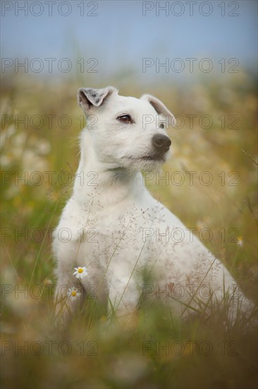 Jack Russell - Parson Russell Terrier