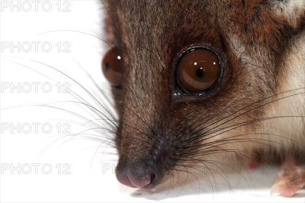 Common Ringtail Possum (Pseudocheirus peregrinus)