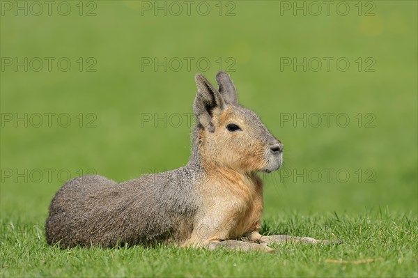 Patagonian Mara or Patagonian Cavy (Dolichotis patagonum)