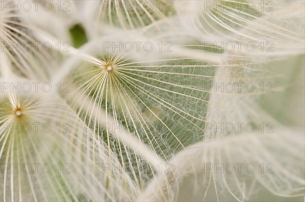 Western Salsify