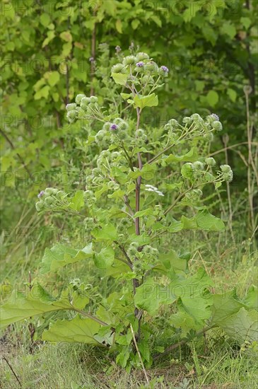 Greater Burdock (Arctium lappa)