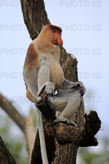 Proboscis Monkey (Nasalis larvatus)