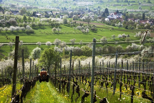 Winegrower at work on the vines in spring