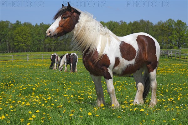 Gypsy Cob