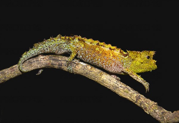 Iaraka River Leaf Chameleon (Brookesia vadoni)