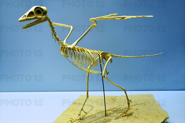 Skeleton