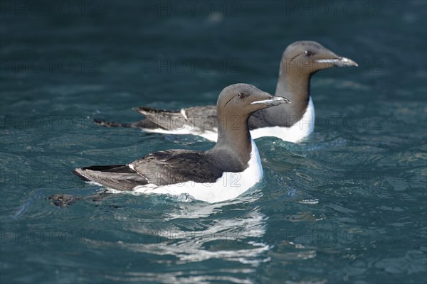 Two Thick-billed murres (Uria lomvia) swim in the Arctic Sea