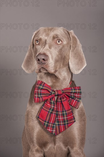 Weimaraner dog