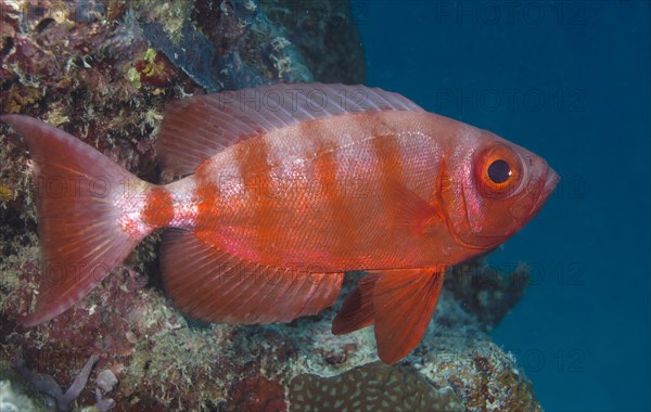 Lunar-tailed Bigeye or Moontail Bullseye (Priacanthus hamrur)