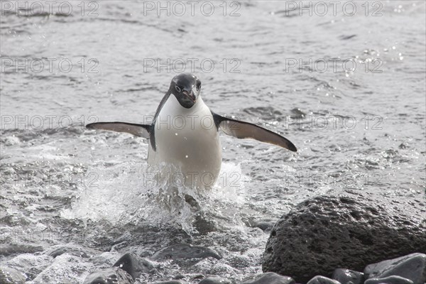 Adelie Penguin (Pygoscelis adeliae) leaving the water