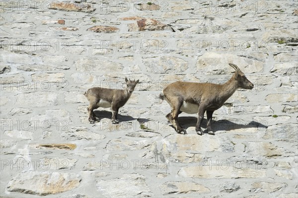 Alpine Ibexes (Capra ibex)