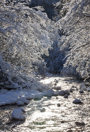 Snow-covered trees by the Ampelsbachl stream in winter