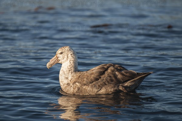 Southern Giant Petrel (Macronectes giganteus)