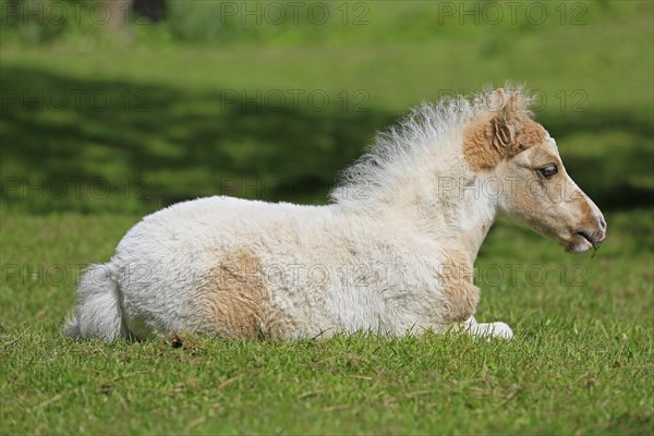 American Miniature Horse