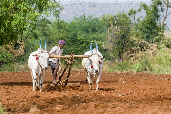 A farmer is ploughing a field