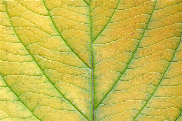 Red Osier Dogwood (Cornus sericea