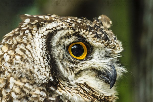 Cape Eagle-Owl (Bubo capensis)