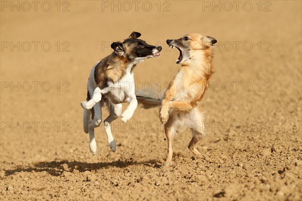 Silken Windsprite male dogs playing on a field