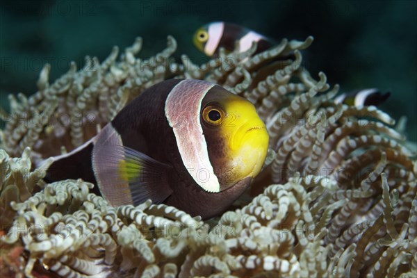 Panda Anemonefish or Saddleback Anemonefish (Amphiprion polymus) in a Beaded Sea Anemone or Aurora Host Anemone (Heteractis aurora)