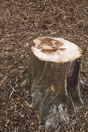 Cut tree stump