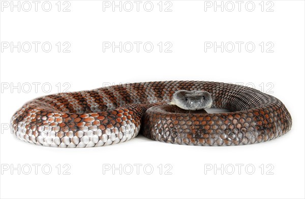 Tiger Snake (Notechis scutatus)