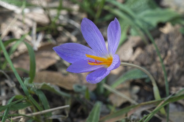 Saffron flower (Crocus sativus)