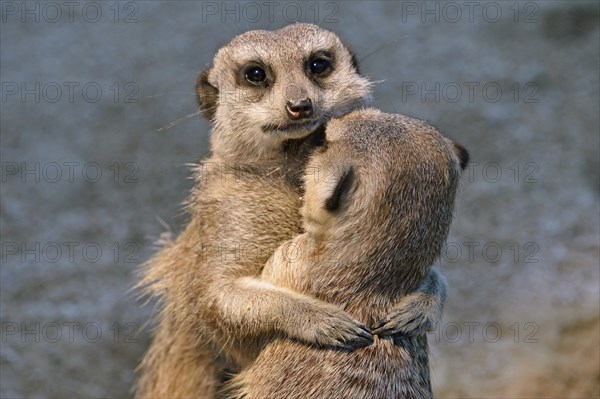 Meerkats (Suricata suricatta) young embracing