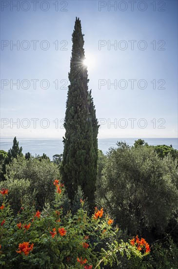 Giardini Botanici Hanbury