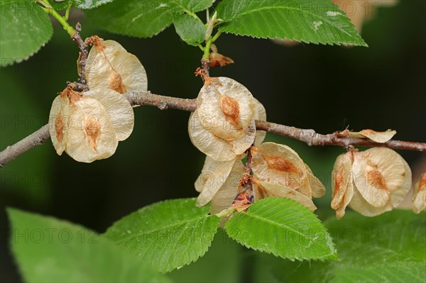 European White Elm or Fluttering Elm (Ulmus laevis)