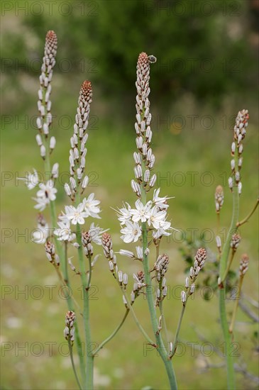 White Asphodel (Asphodelus albus)