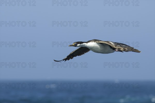 Blue-eyed Shag or Imperial Shag (Phalacrocorax atriceps)