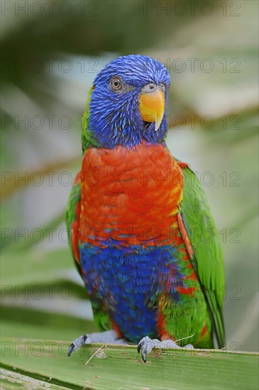 Rainbow Lorikeet (Trichoglossus haematodus moluccanus)