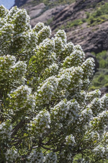 Gran Canaria Viper's Bugloss