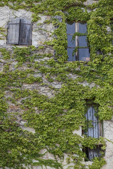 Wall with windows of a house covered with ivy