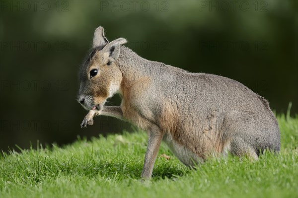 Patagonian Cavy or Patagonian Mara (Dolichotis patagonum)