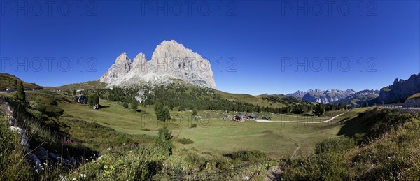 Alpine meadow