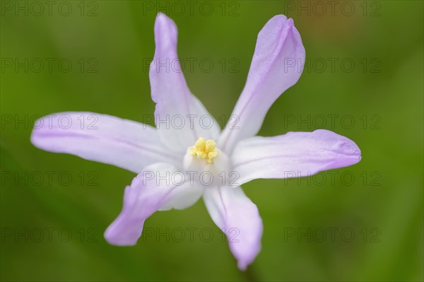 Lucile's Glory-of-the-snow (Chionodoxa luciliae)