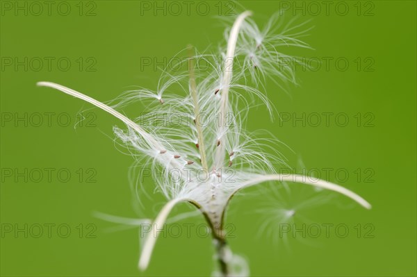 Smallflower Hairy Willowherb (Epilobium parviflorum)