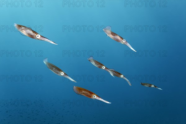 Bigfin reef squid (Sepioteuthis lessoniana)