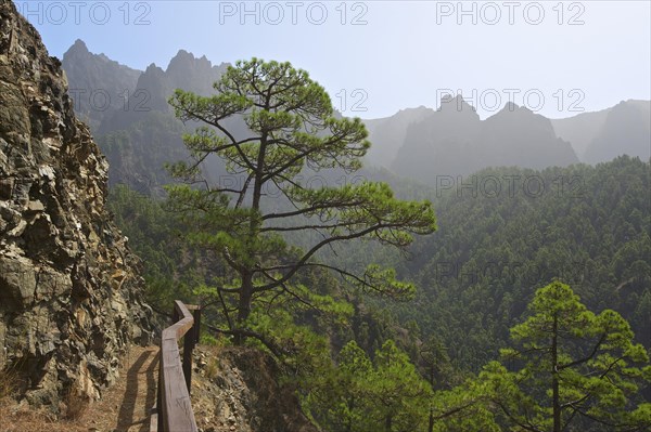 Forest landscape in the Parque Nacional de la Caldera de Taburiente National Park