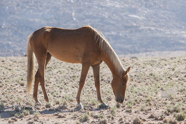 Wild horse in the Namib Desert